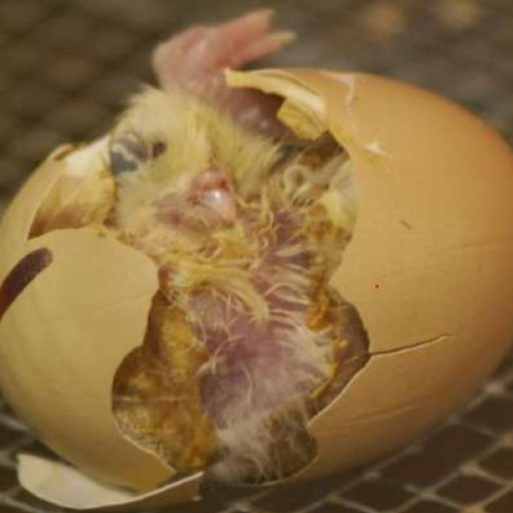 Surgimiento de la vida